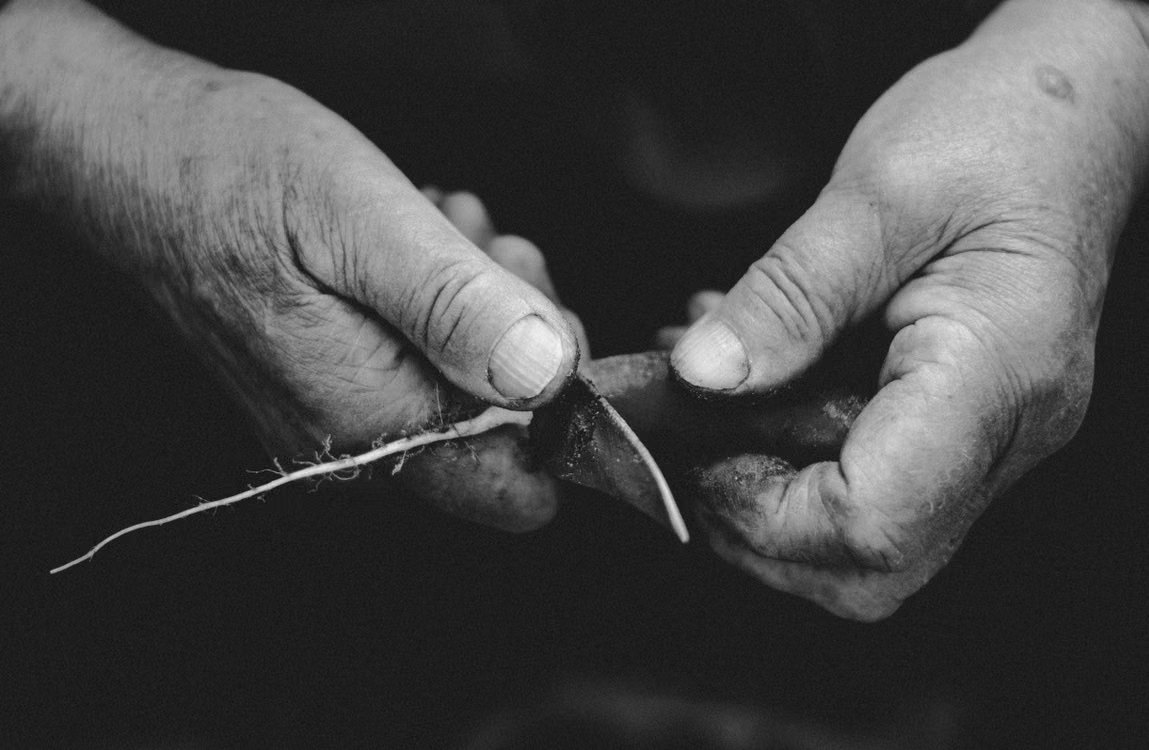 A pair of weathered, experienced hands at work